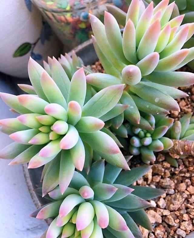 多肉植物介绍(100种多肉图鉴,比花还美,你认识几种?