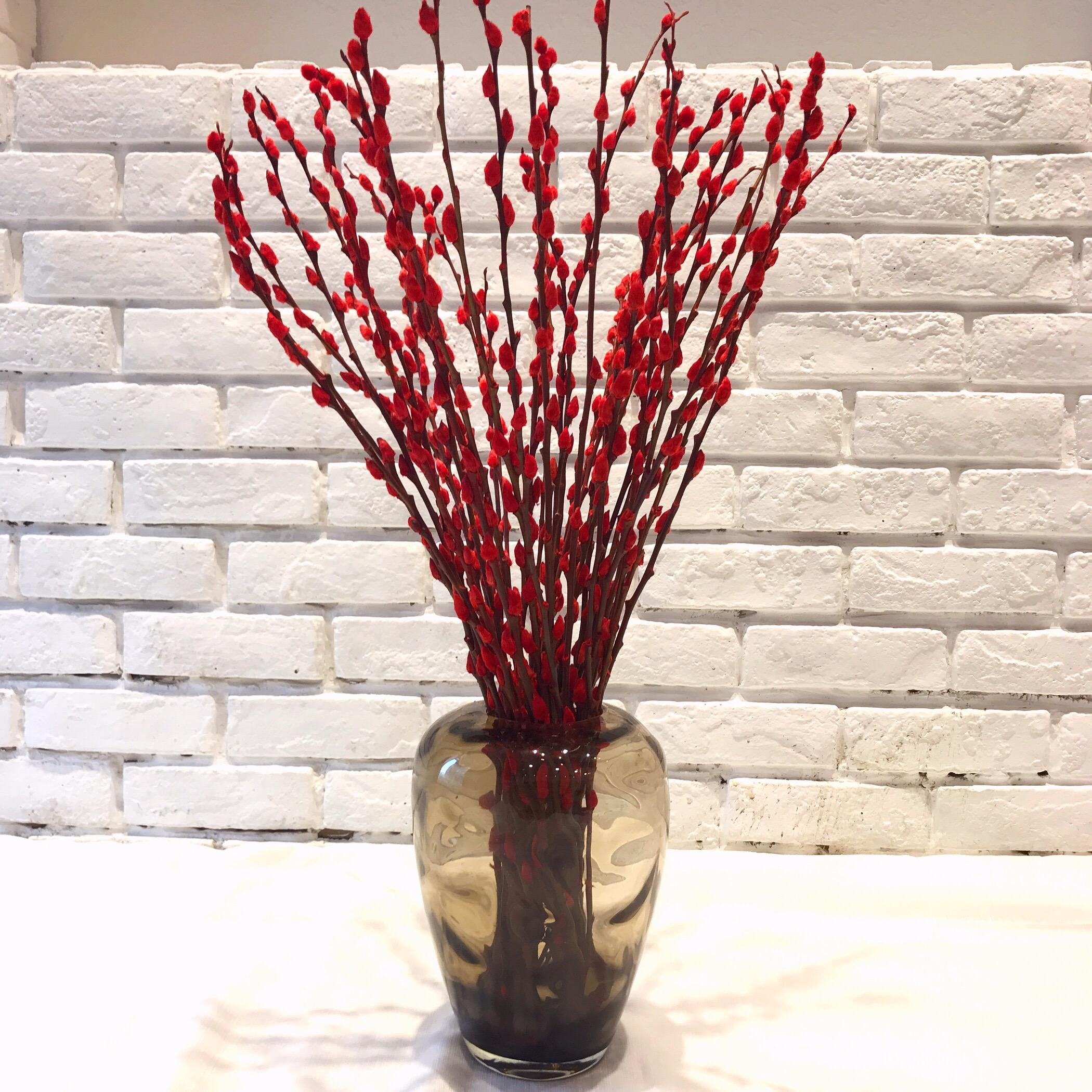 银柳摆放家中哪个位置好(银柳的养殖方法以及寓意介绍)