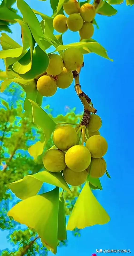 硕果累累,瓜果飘香,丰收的喜悦