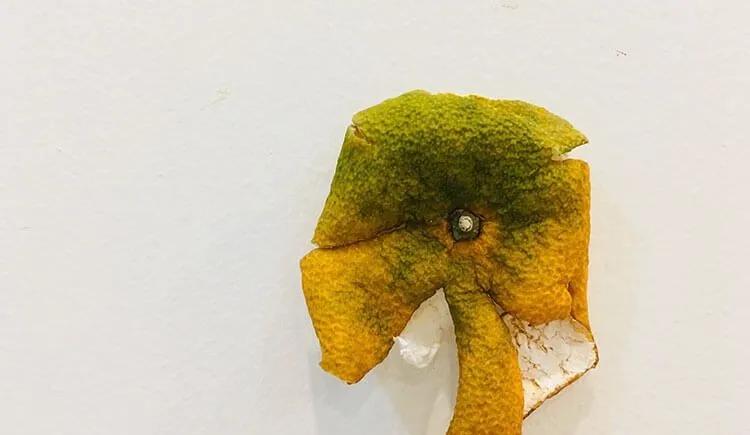 你了解陈皮和橘子皮的区别吗