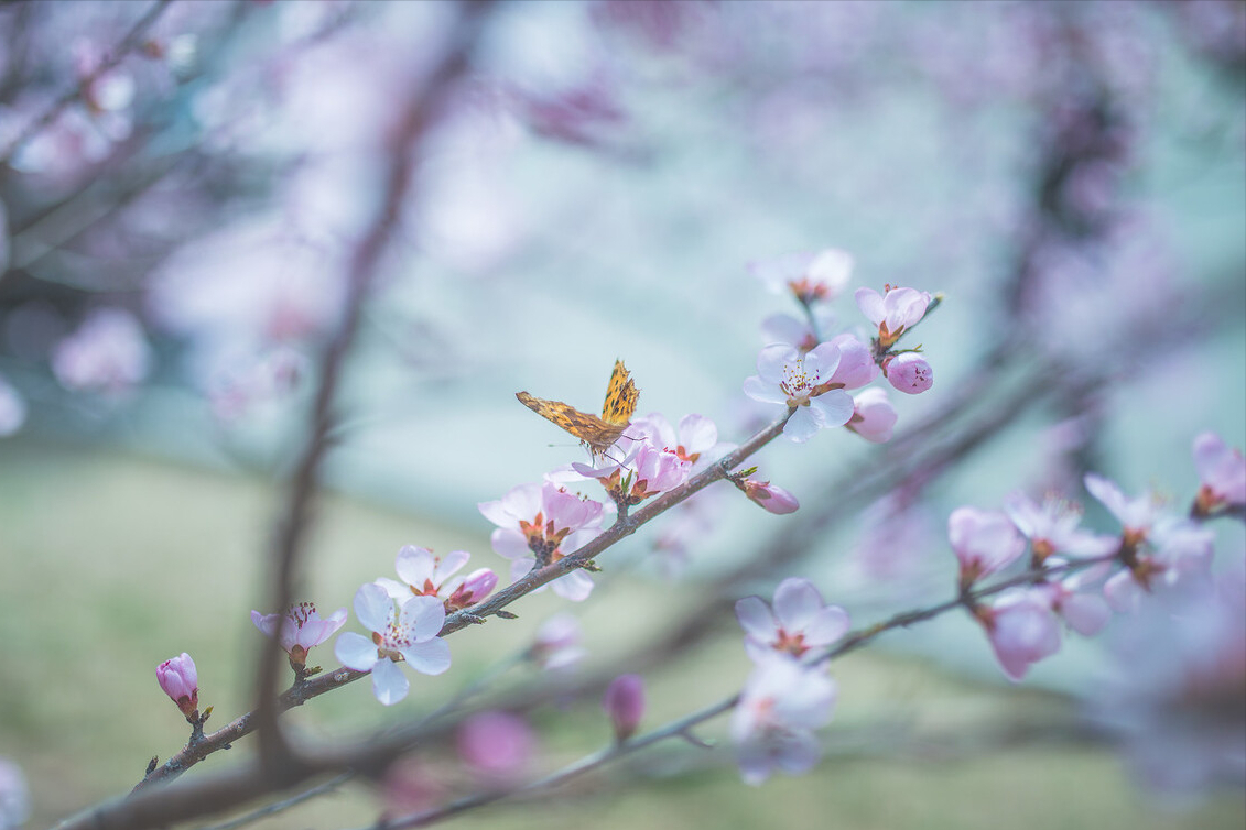 有关春日暖阳唯美句子