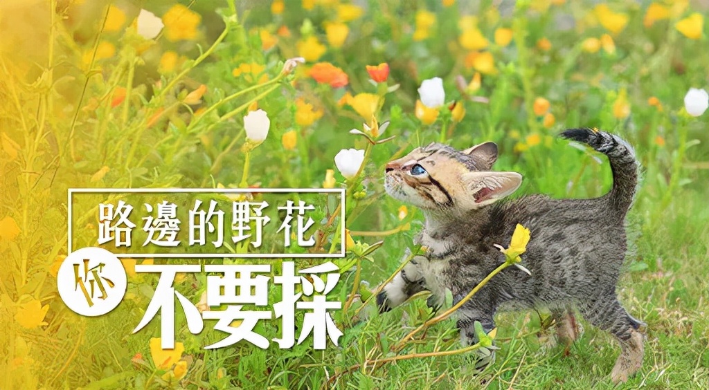 留学新加坡，不想受鞭刑，一定先看看这些