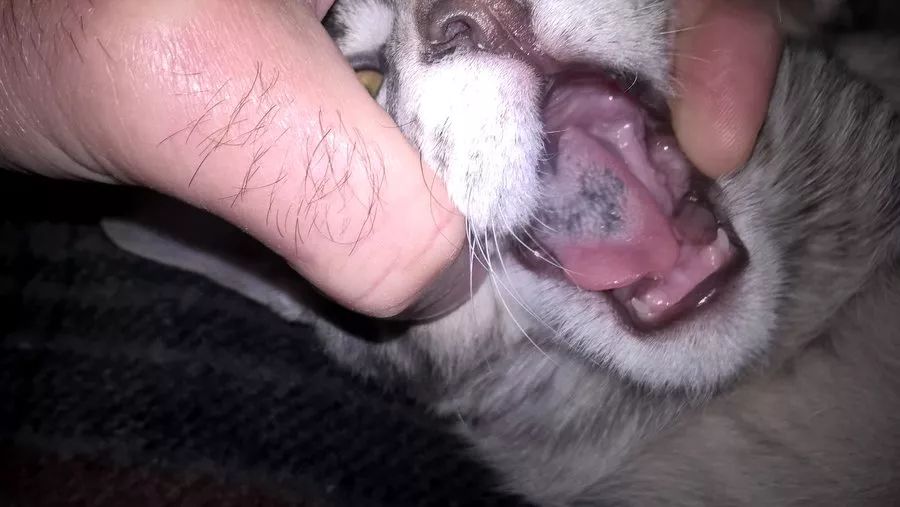 猫咪舌头为什么会发黑?