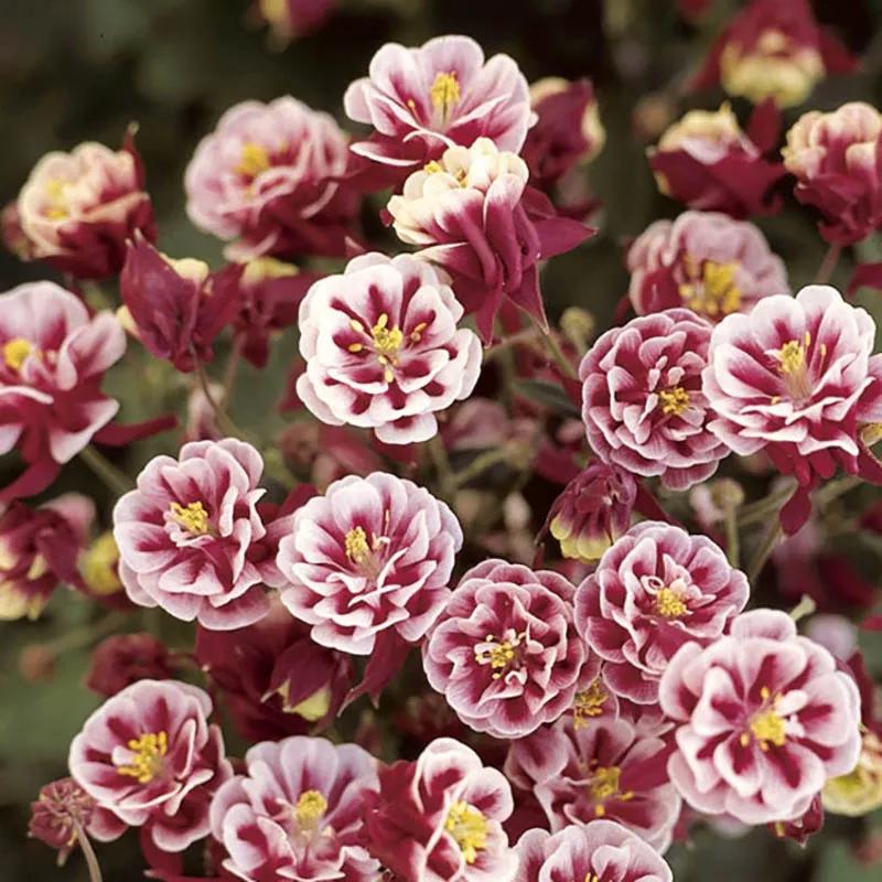 花朵美图｜温柔甜美的初吻、大丽花、耧斗菜花朵合集160张