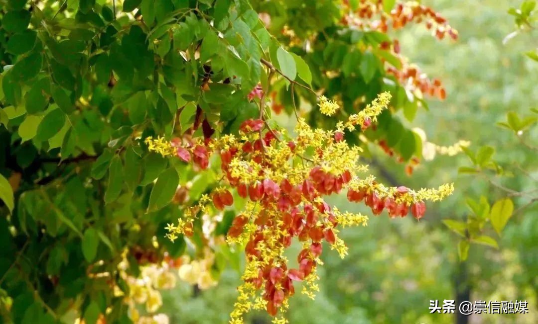40款观花乔木,各有乾坤的开花高手