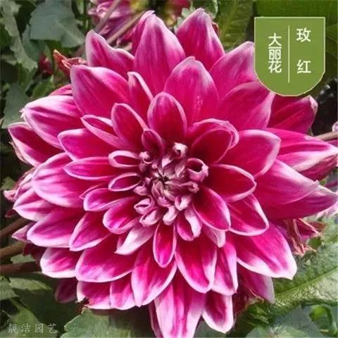 花朵美图｜温柔甜美的初吻、大丽花、耧斗菜花朵合集160张