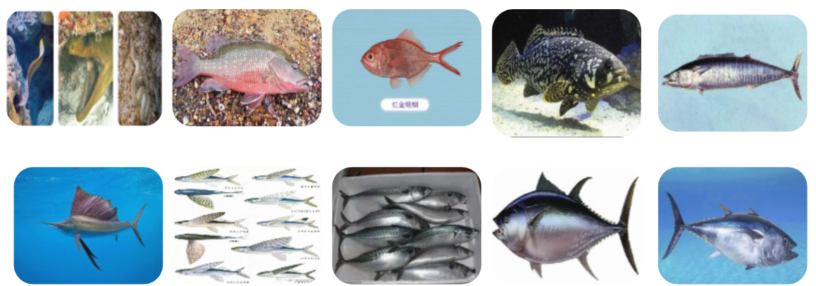 南海著名的四大渔场，看看你知道是哪四个海洋渔场？