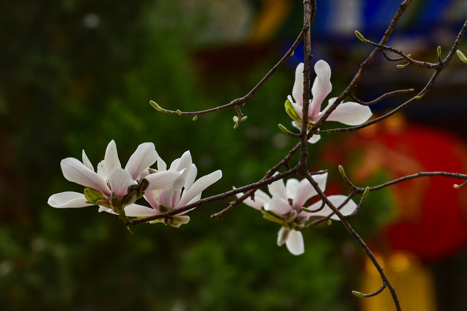 天水千年古玉蘭，滿頭吐玉，芬芳迷人