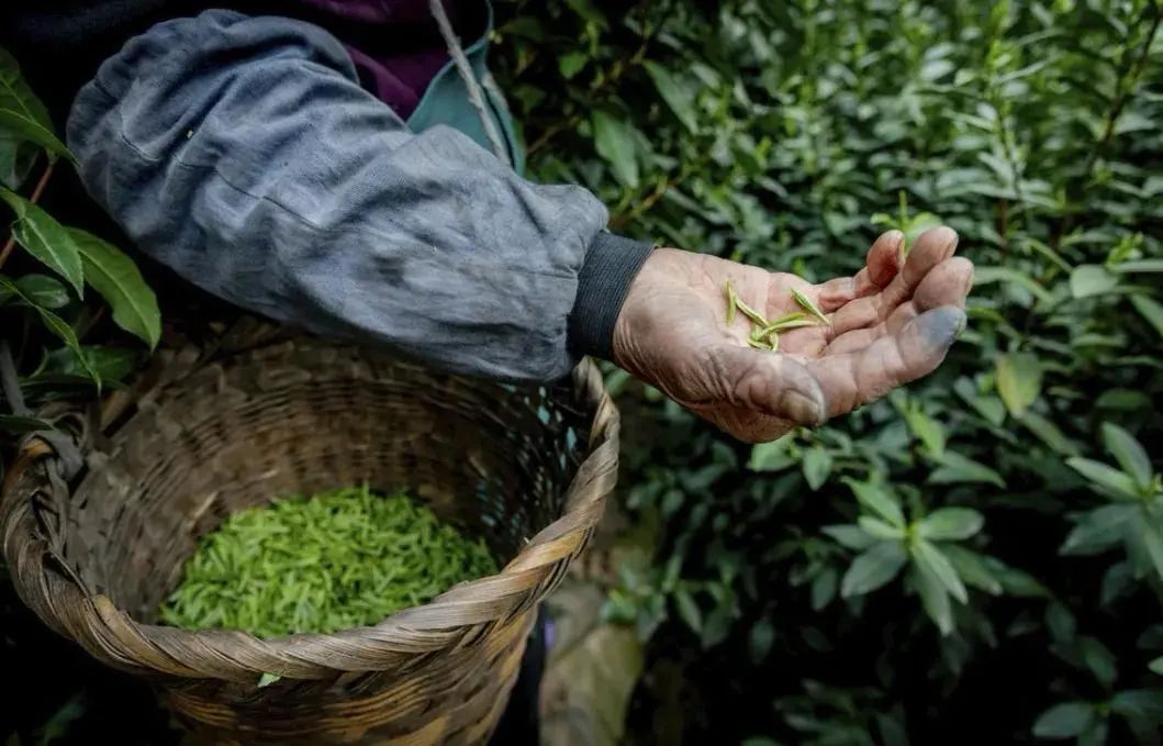 春风十里，不如杯中有你！古诗里的春茶竟然这么美