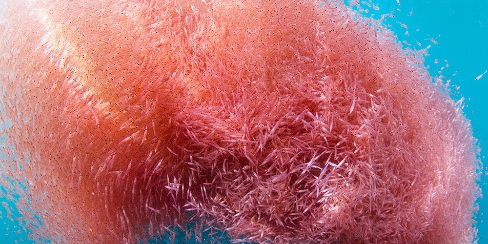 十亿吨“海上金矿”，疯狂繁殖的磷虾，为何没成为人类的美食？