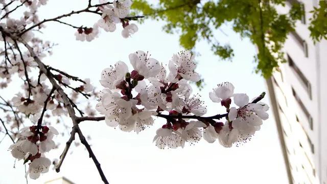 铁兵诗词｜唯有精神谱人生 铁道兵魂不平凡