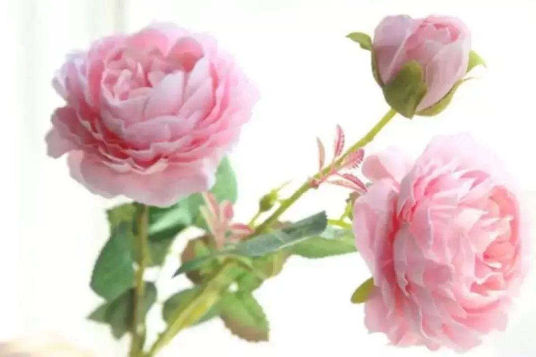 《增广贤文》中有关处世态度的10句话