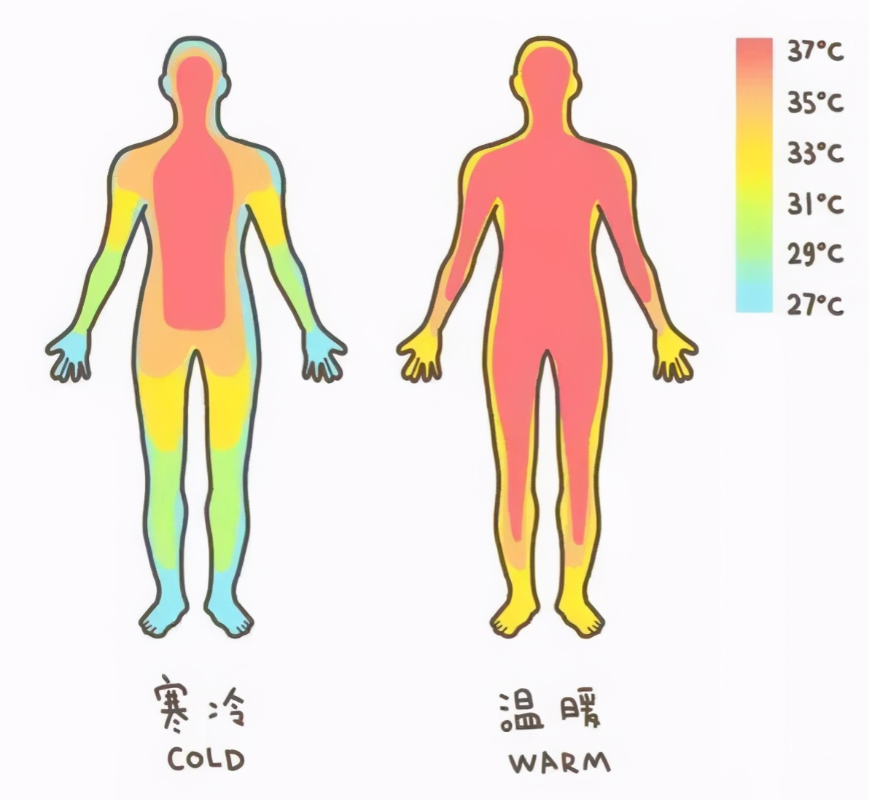 人脑深层温度超过40度！但人体体温在下降，已不足37度，为什么？