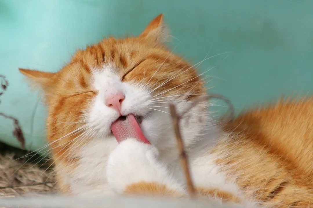 资本爱猫,不爱猫咖
