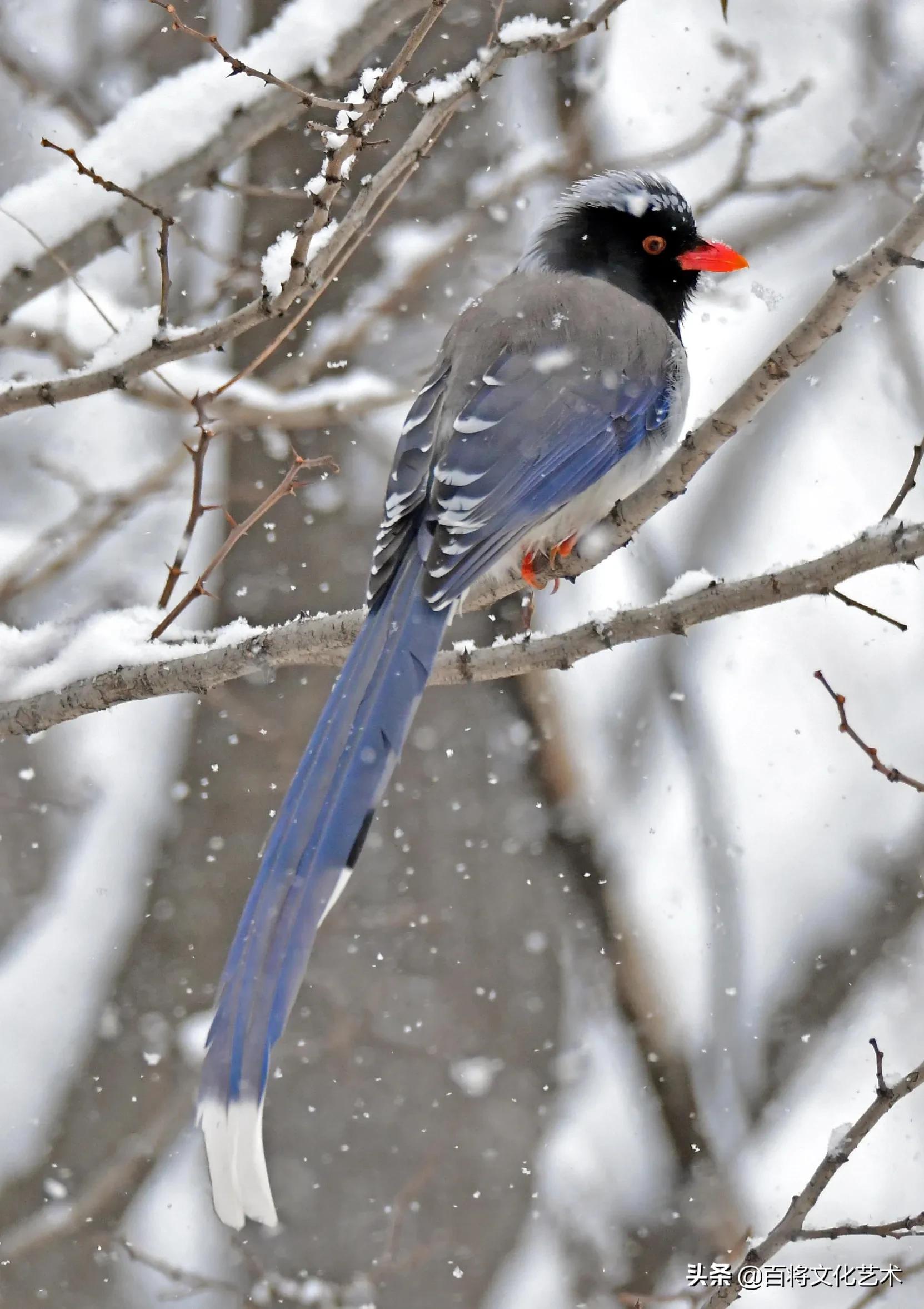 摄影作品「百将文化」大雪纷飞中的红嘴蓝鹊