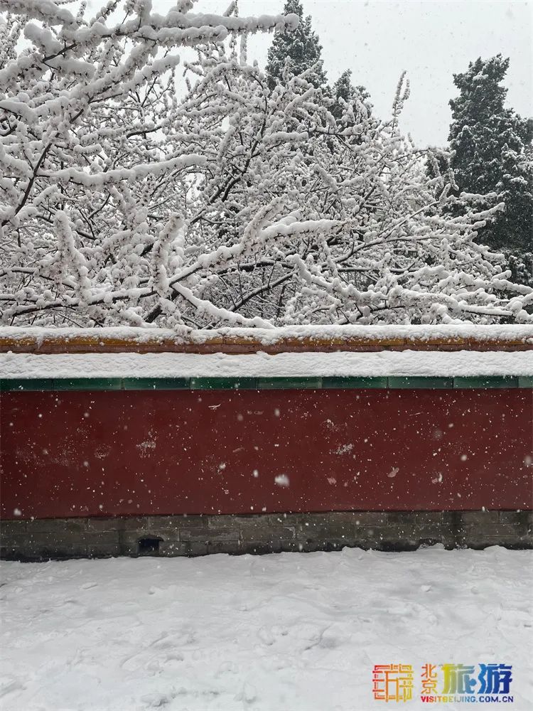 当春花遇上春雪，看京城别样的诗意与浪漫~