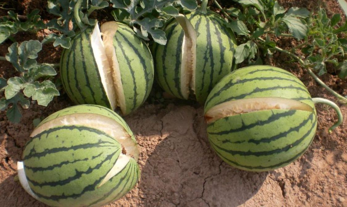 沙漠里遍地的"西瓜",为何无人敢吃?当地人:吃一个试试
