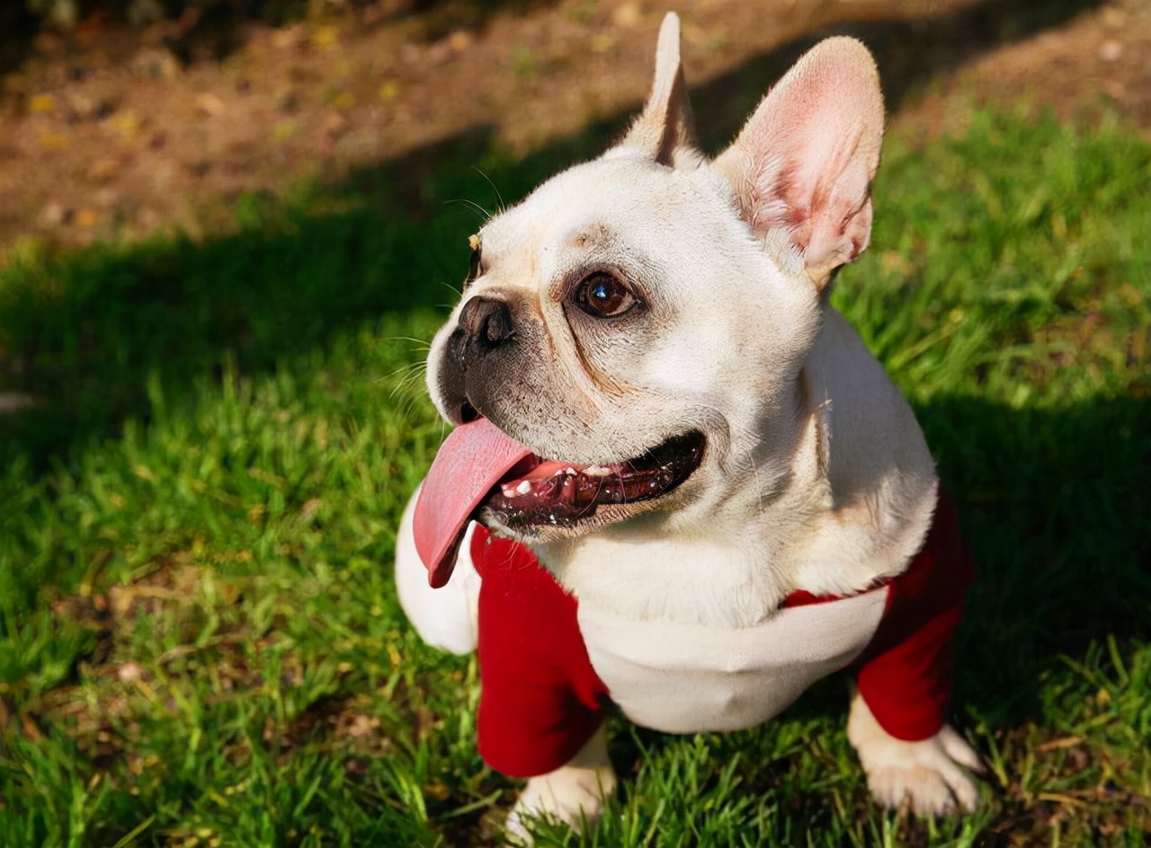 法国斗牛犬为啥越来越多人养?网友:养了就不想换狗了