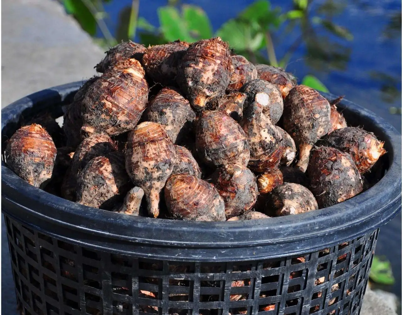 血脂高的人要多吃点芋头，可小芋头和大芋头，最应该吃哪种？