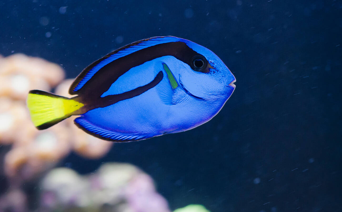 水族箱里的标配海水鱼-水族箱养海水鱼 - 114知识网