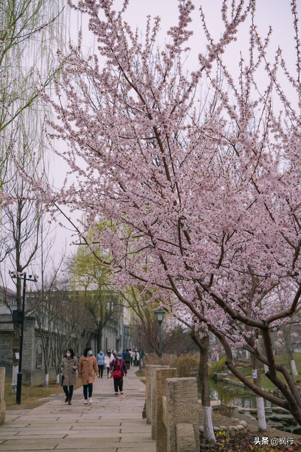 一夜之間，北京前門這個小公園，因為絕美桃花出瞭名；附拍攝攻略
