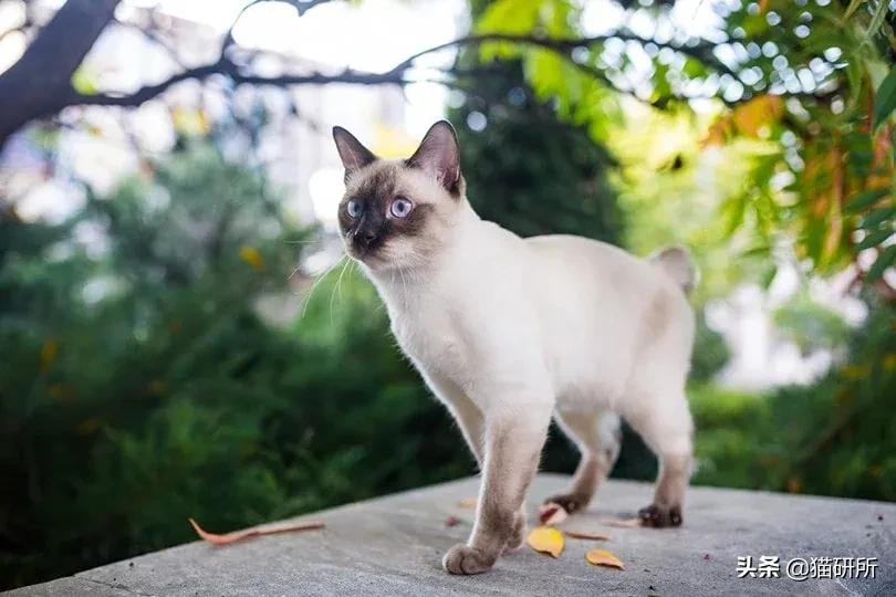 猫咪这么可爱!居然要制裁TA