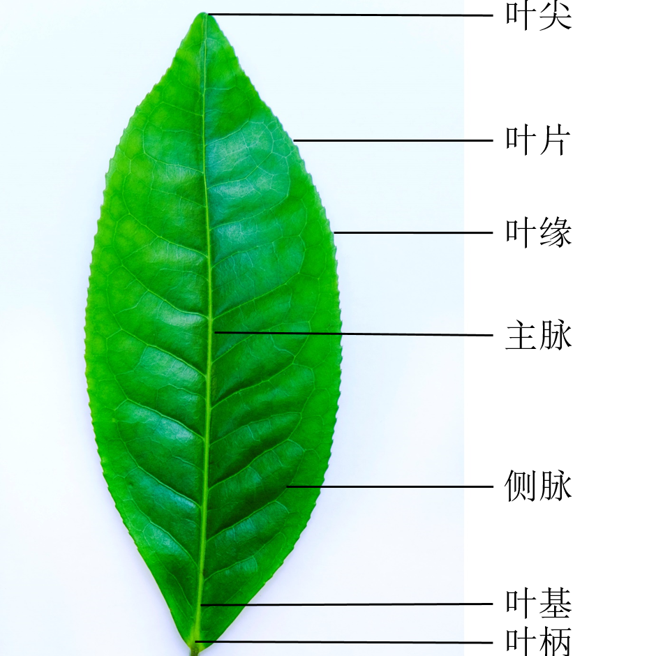 懂茶的你,关于茶树你又了解几分(上)