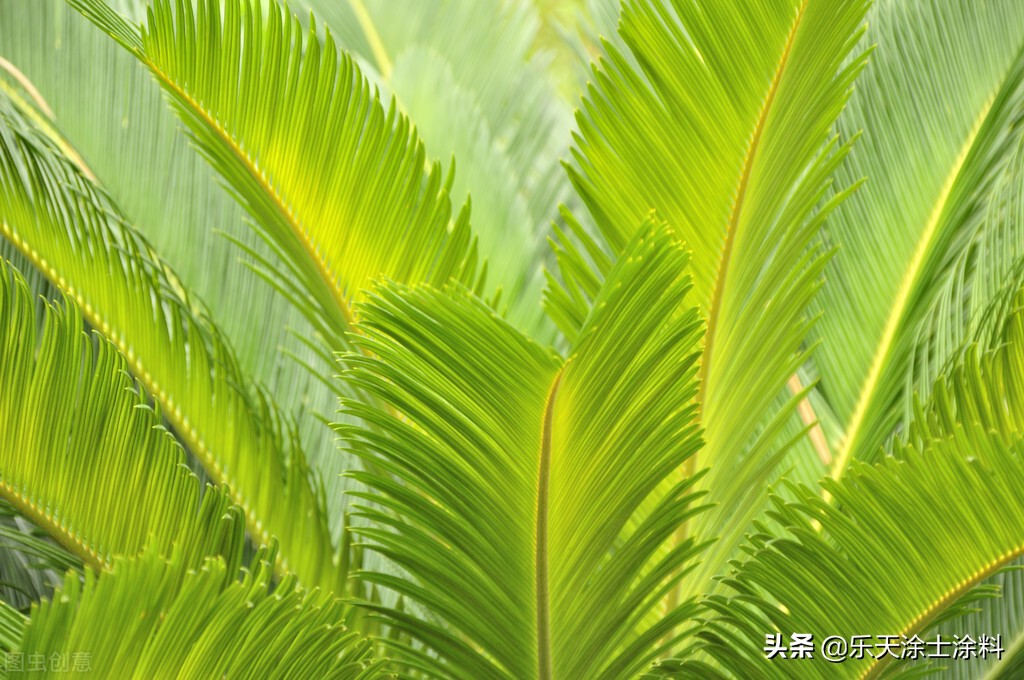 新房放什么植物好