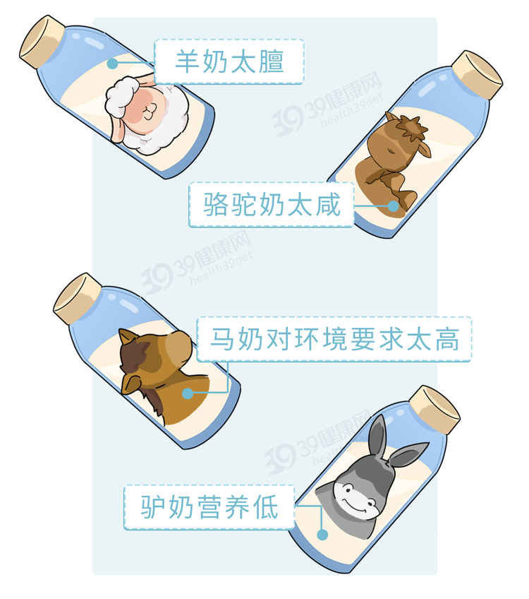 “猪奶”是什么味道？为什么没人喝？其实，它的营养比牛奶还要高