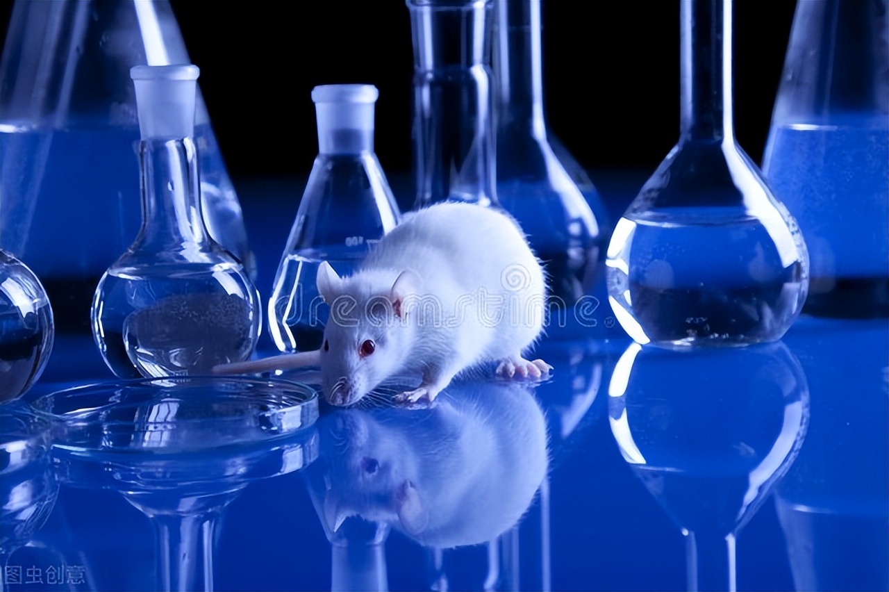生物研究领域快速发展 2022年后实验鼠具有良好市场前景