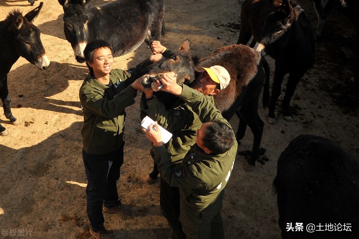 毛驢養殖前景及價格,