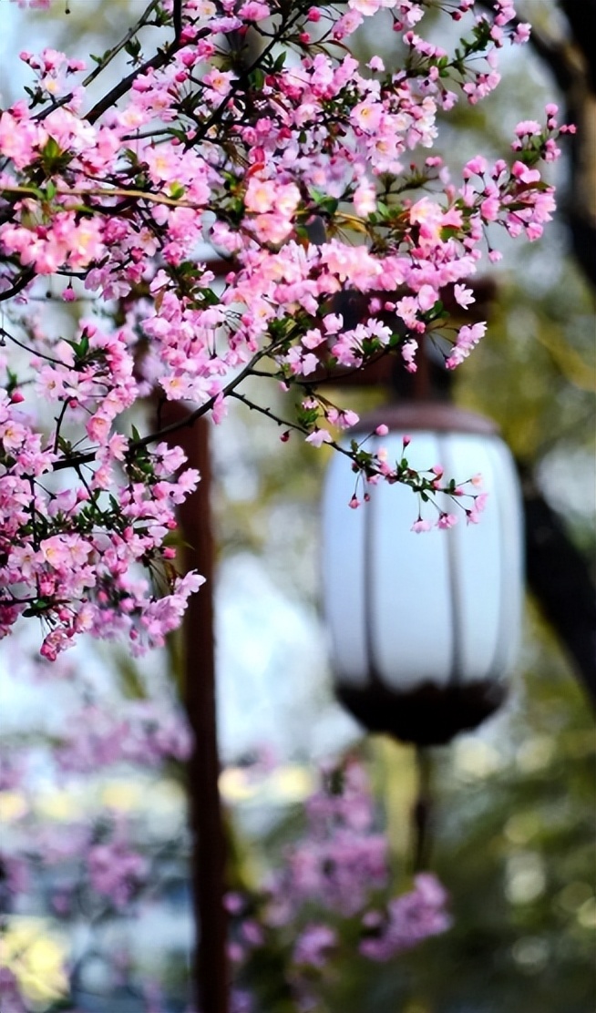 「诗词鉴赏」春门俱是看花人，十二首看花的诗词，看尽春花烂漫