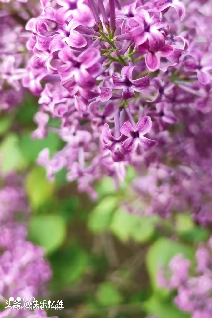 丁香花开满城香，醉美人间四月天