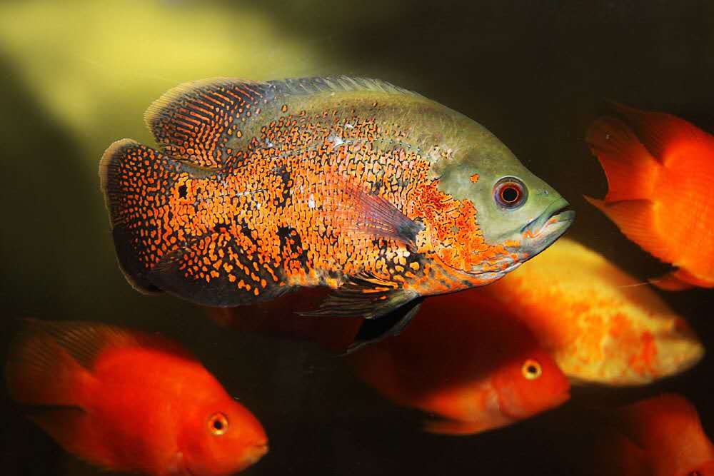 儘管在魚店裡投餵魚飼料也吃,但是,不但生長速度緩慢,狀態也未必是最