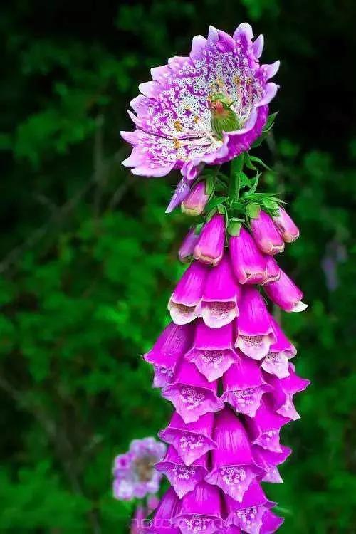 花朵美图｜温柔甜美的初吻、大丽花、耧斗菜花朵合集160张