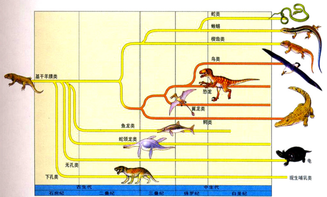 人类为何非要男女结合，才能生宝宝？明明细胞分裂更方便不是吗？