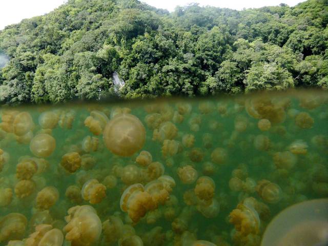 90个罕见的真实照片，飞行的鲸鱼，4万美元无人侦察机，萤火虫