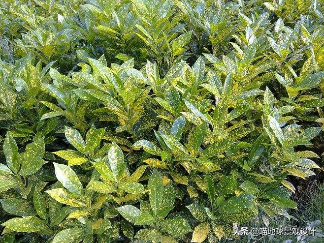 私家庭院景观设计：适合南京、合肥一带种植的常绿灌木