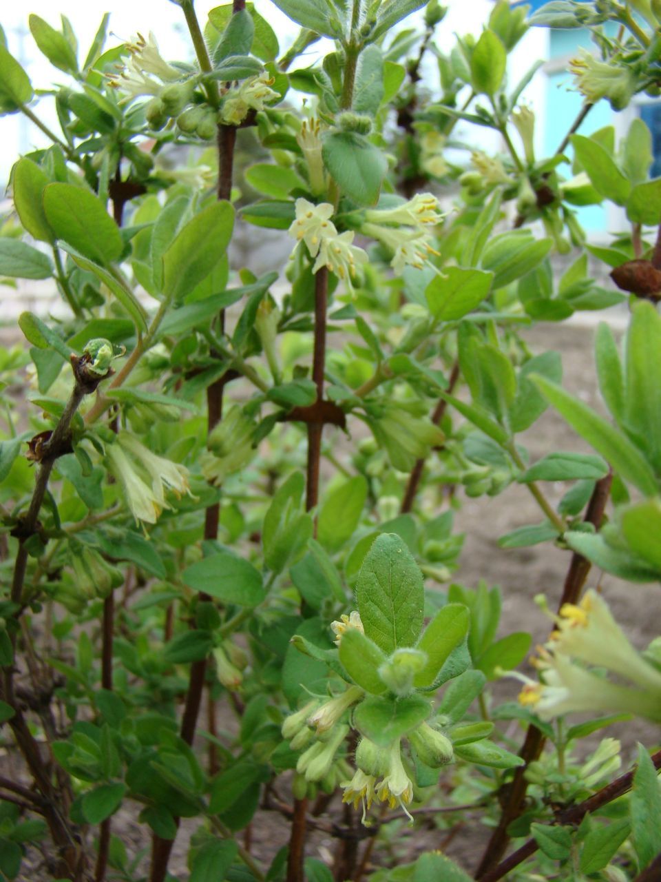 蓝靛果的功效与作用(蓝靛果的功效与作用)