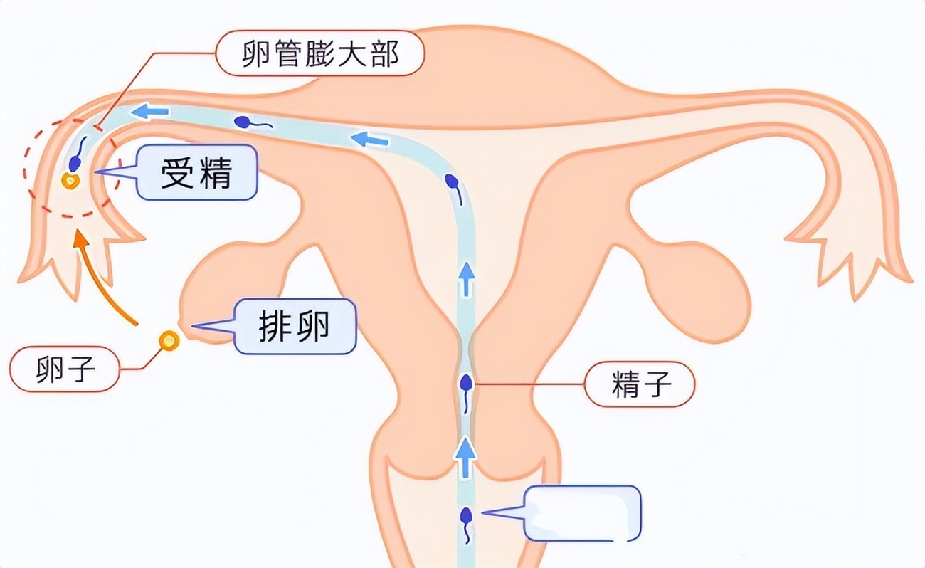 科学家拍到：精子和卵子结合的那一刻，真的会瞬间爆发出巨大闪光