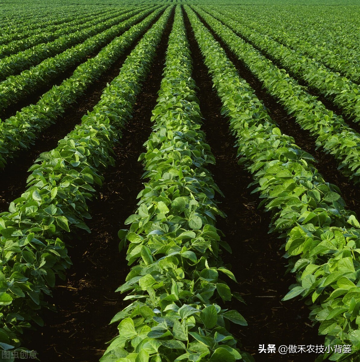 黄豆的种植方法介绍 种豆子的方法