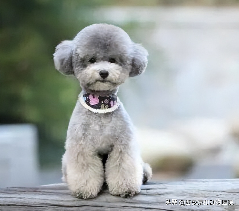 泰迪犬有哪几种颜色