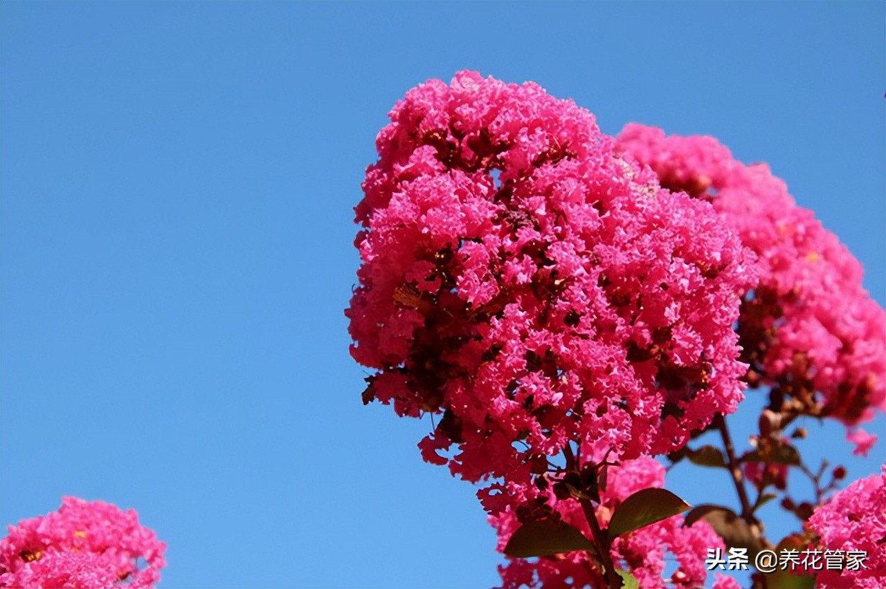 仲夏，紫薇花开！十首紫薇花经典诗词，美