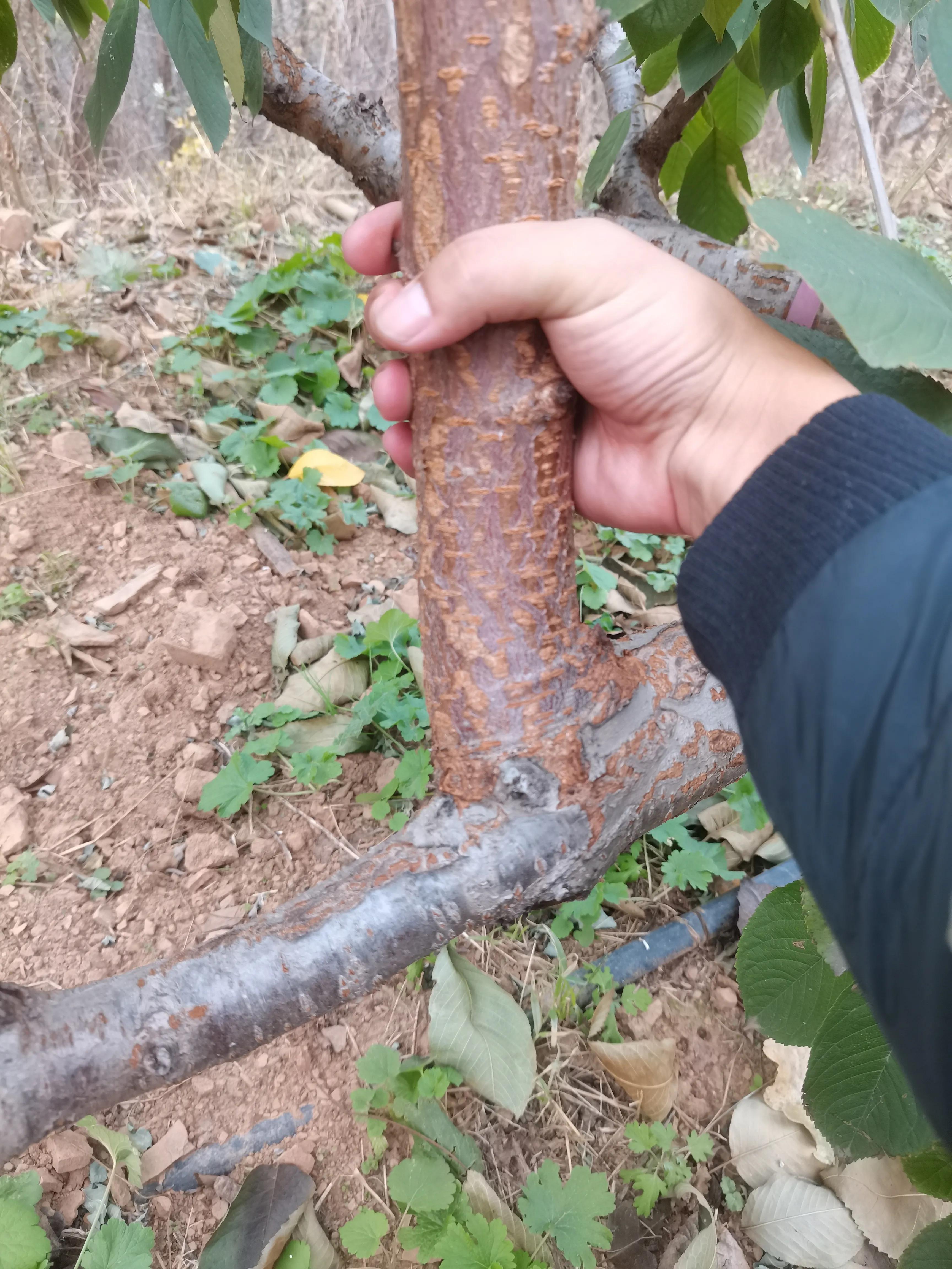 大樱桃营养枝作用