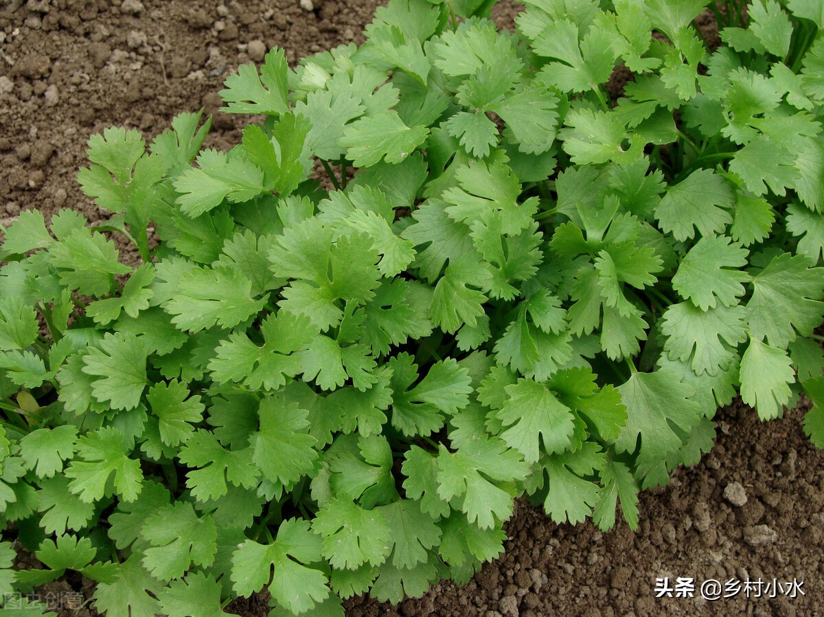 蔬菜种植有窍门，老祖宗总结出10句种菜“顺口溜”，句句饱含智慧