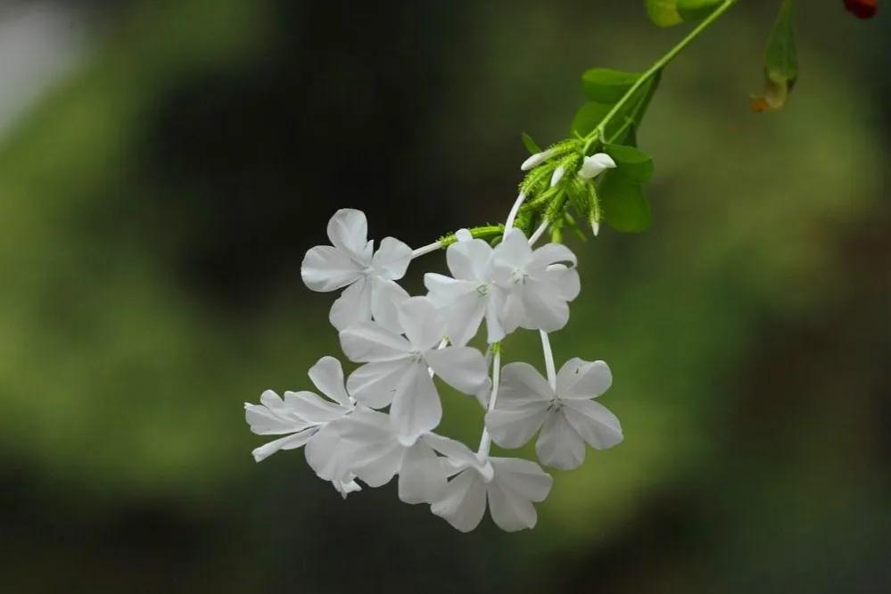 翠绿的圆卵形叶片相互对生,花朵则为规则的白色五瓣小花,花蕚细长