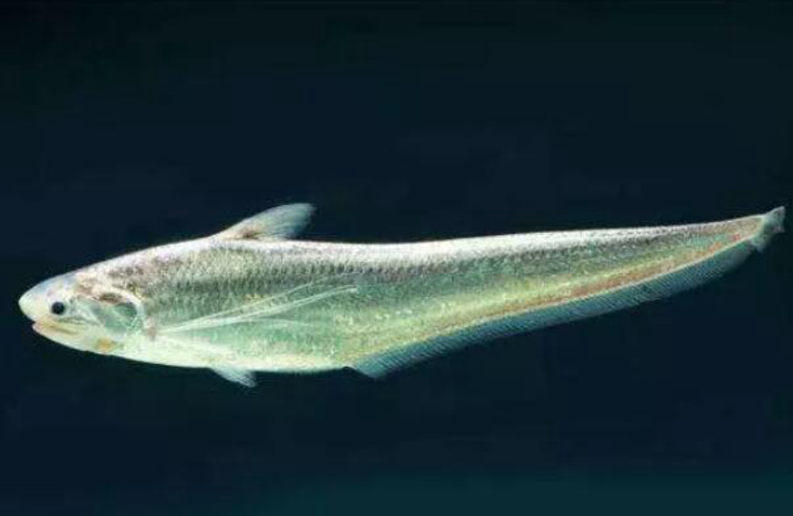 长江再现神秘物种——鳤，十年禁捕：若不保护，将无鱼可吃