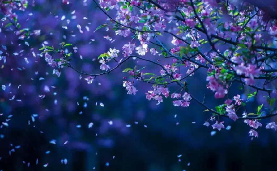 又是花开花落时,在古诗词里静赏花开花落,坐看云卷云舒