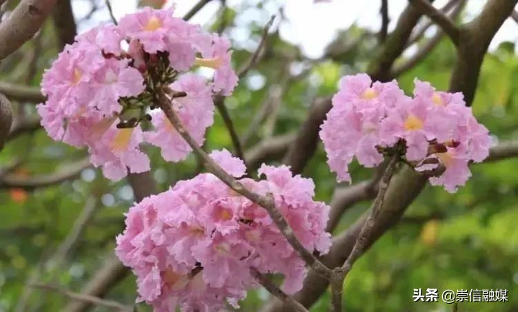 40款观花乔木,各有乾坤的开花高手