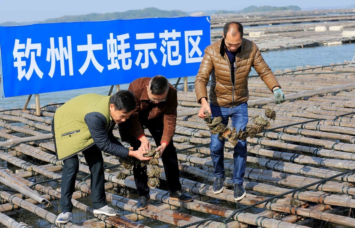 吃蚝正当时！从一只蚝看一座城，钦州实力果然强